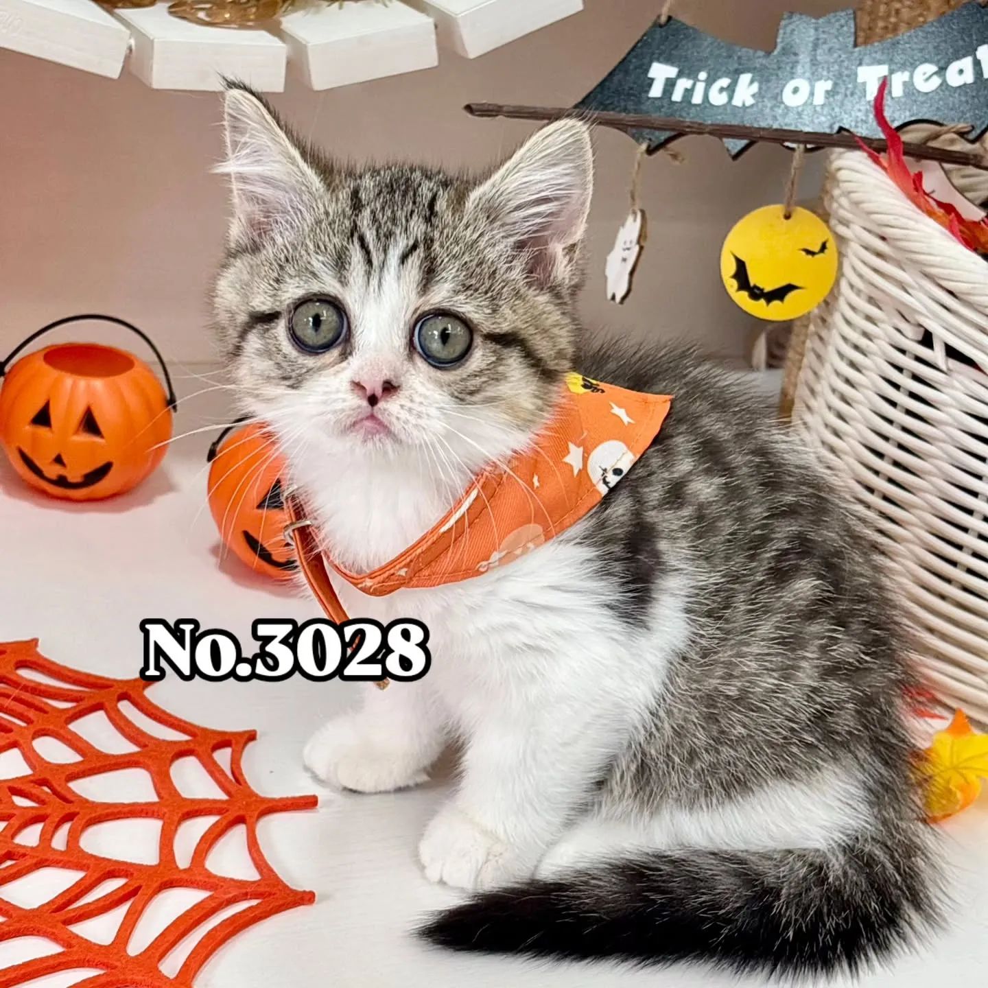 現在ご紹介中のミヌエットの男の子💛👑No.3028