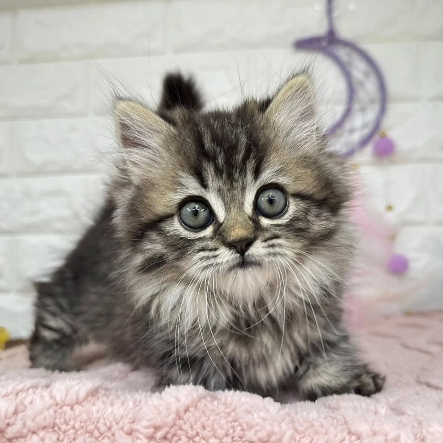 短いお手手がとってもキュート😺❤️