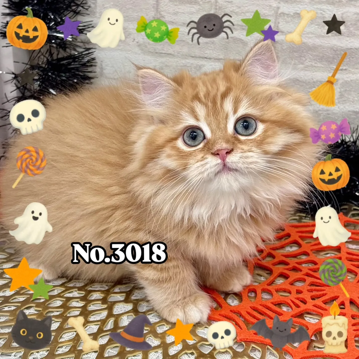 👻🎃HappyHalloween🎃👻