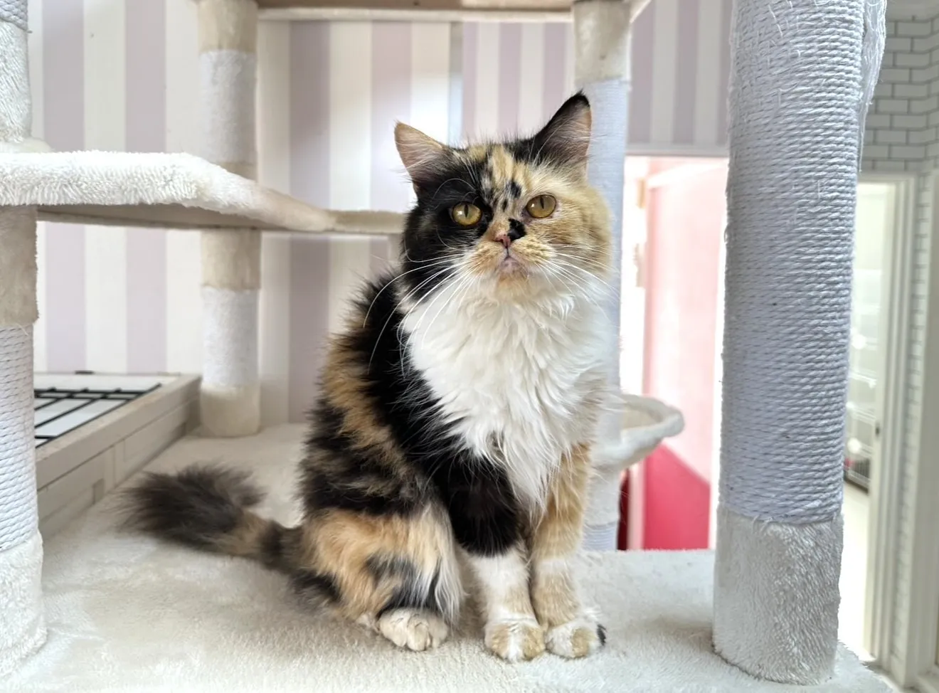 ★里親募集中★