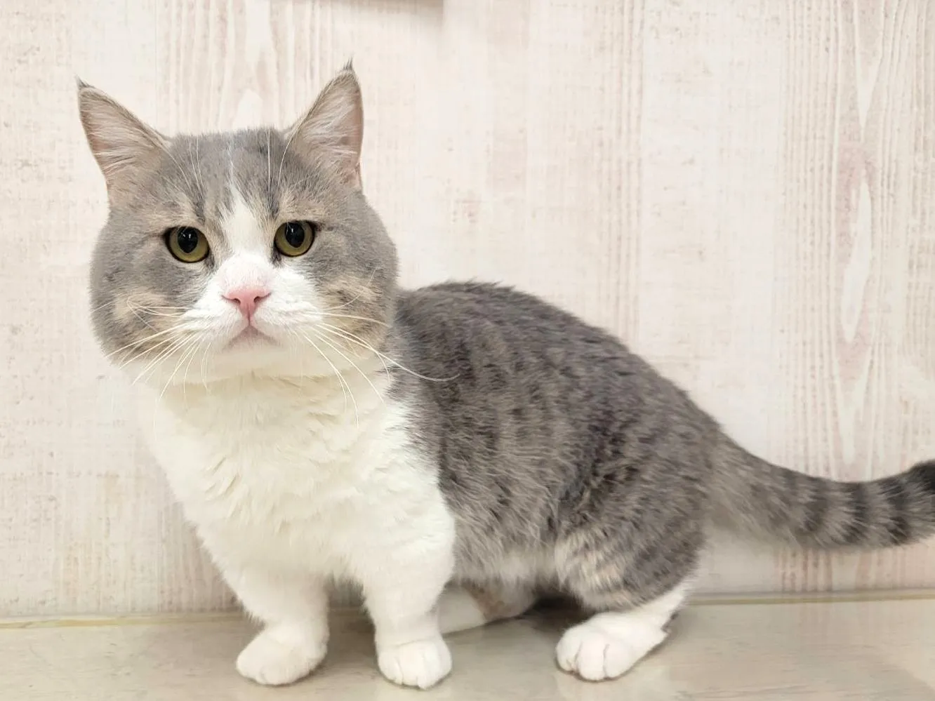 ★里親募集中★ご家族様が決まりました★