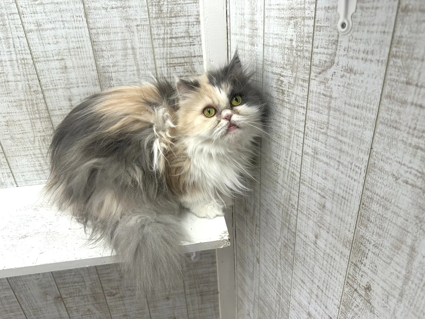 ★里親募集中★