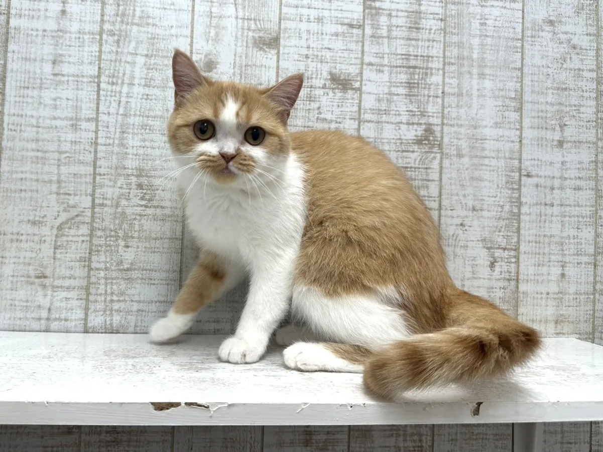 ★里親募集中★